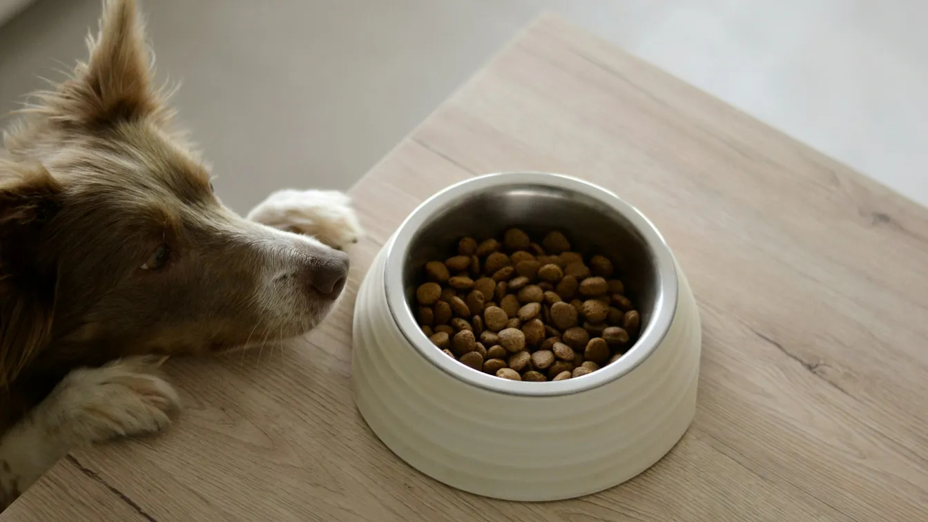 Dog resting its head beside a bowl of dry food